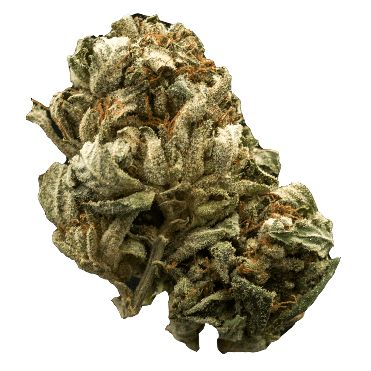 Chemdog | BC Weed Edible Canada Chemdog | BC Weed Edible Canada