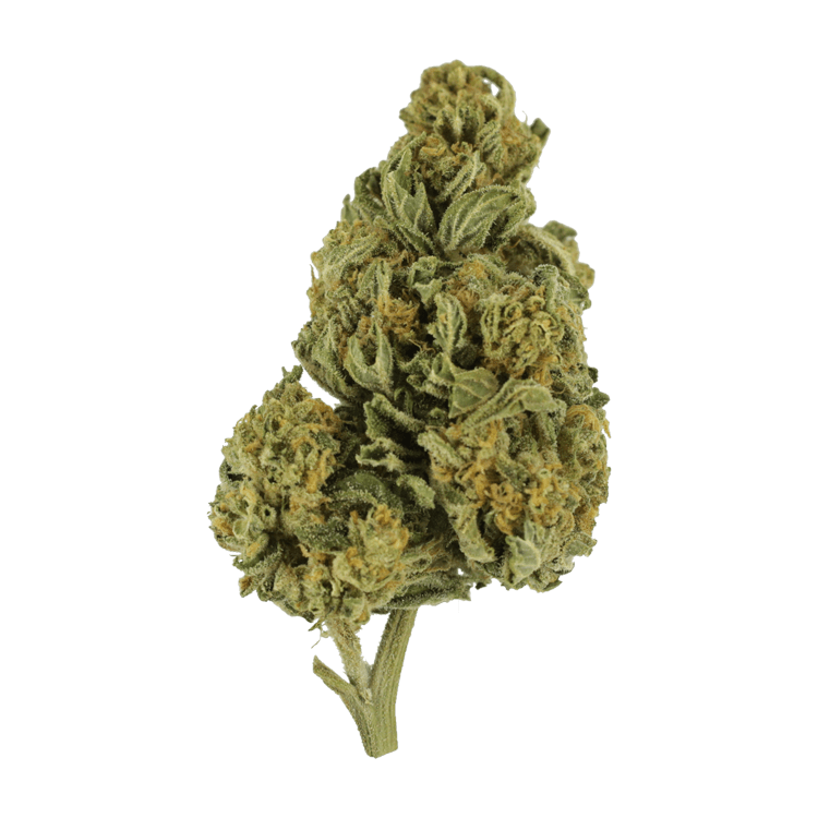 Blackwater | BC Weed Edible Canada Blackwater | BC Weed Edible Canada