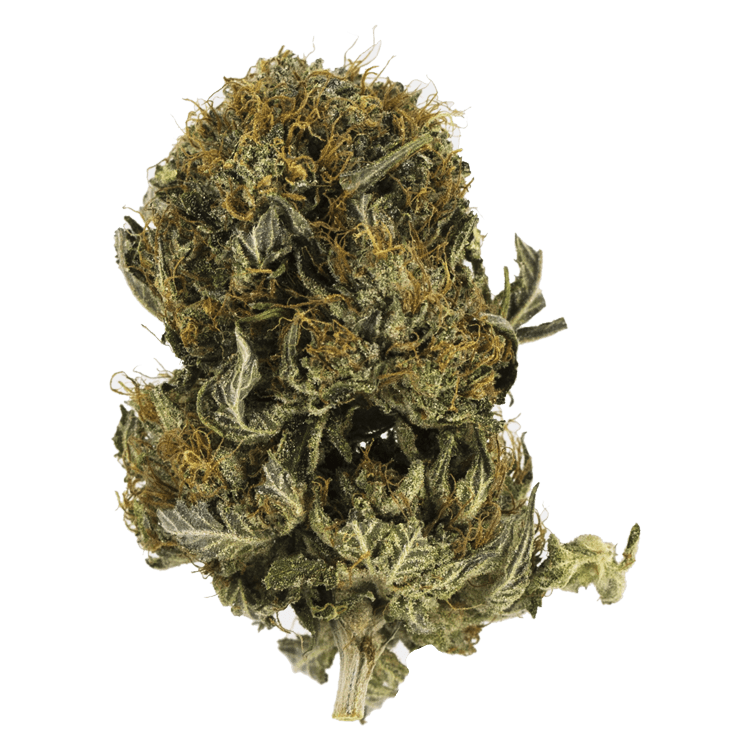 Blue Sherbert | BC Weed Edible Canada Blue Sherbert | BC Weed Edible Canada